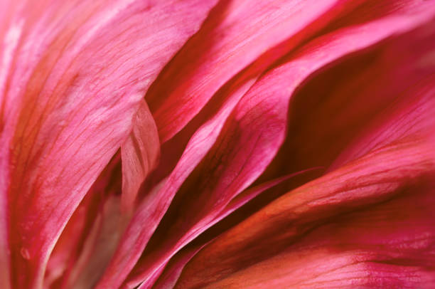 istock Vibrant deep red petals of peony flower. 1500853318