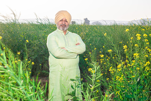Portrait of smiling senior Punjabi sikh man wearing pagdi and traditional kurta outfit standing cross arms at agriculture field.