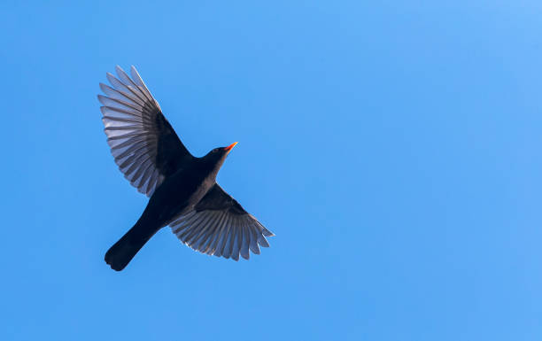 istock Common Blackbird, Turdus merula 1500854117
