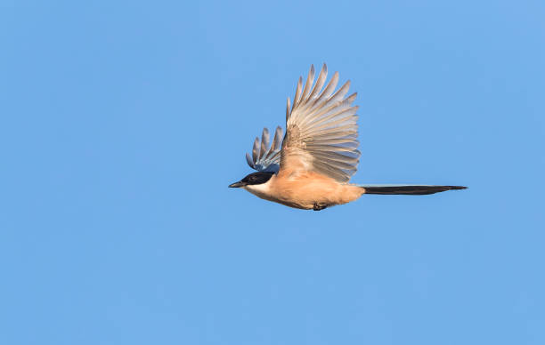 istock Iberian Magpie, Cyanopica cooki 1500854155