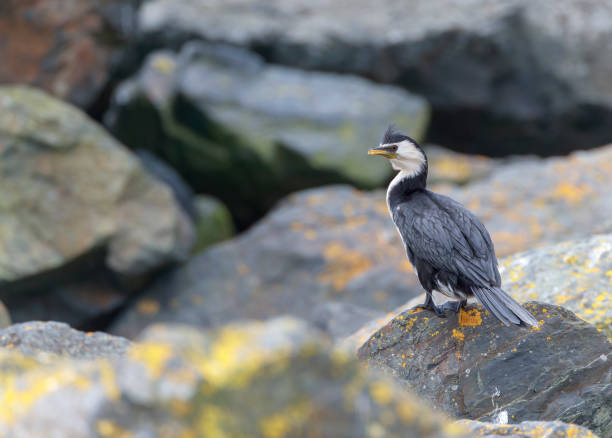 istock Little Pied Cormorant, Microcarbo melanoleucos 1500854220