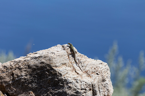 Animals. A nimble Erhard's Wall Lizard (Podarcis erhardii naxensis) sits in a stones close-up against the backdrop of the sea on a spring day.