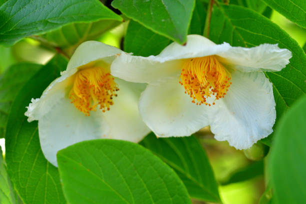 istock Japanese Stewartia: Summer Camelia in Japanese 1500854550