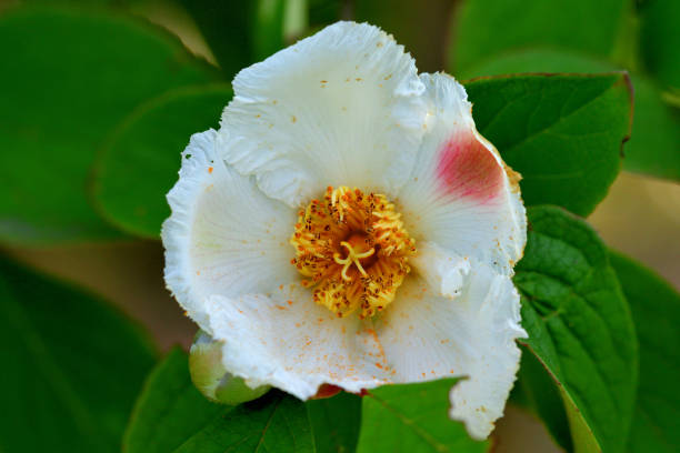 istock Japanese Stewartia: Summer Camelia in Japanese 1500854619