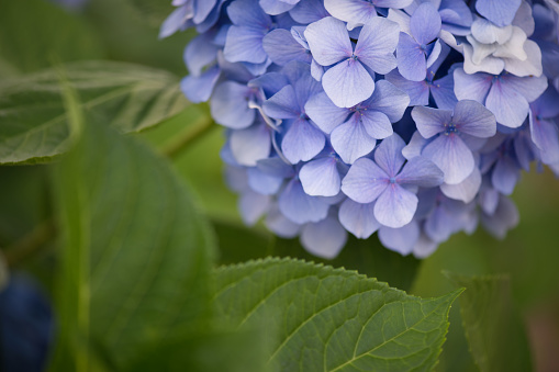 Selective focus on beautiful bush of blooming blue, purple Hydrangea or Hortensia flowers (Hydrangea macrophylla) and green leaves Natural background.