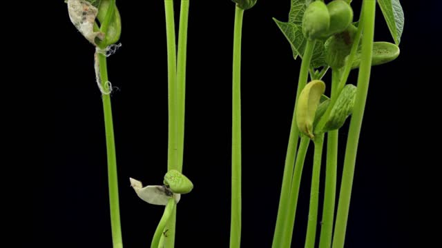 Plant Growing in a time lapse against a black background
