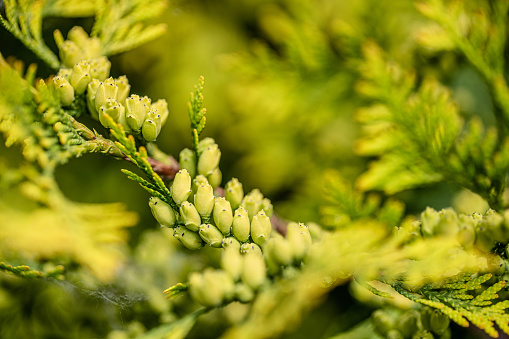 Small cones on thuja branches, abstract nature background