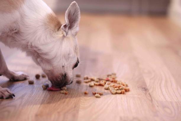 istock Sunny the chihuahua eating 1500856621
