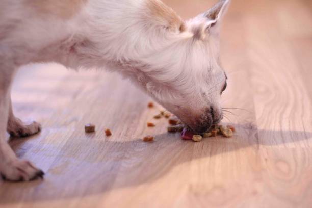 istock Sunny the chihuahua eating 1500856639