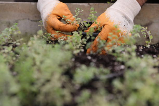 istock Checking seedlings in the Seedling Production Center 1500856951