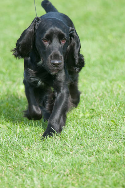 istock English Cocker Spaniel on a field of grass 1500857019