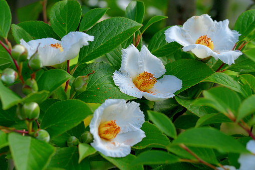 The beaked Stewartia is a deciduous, ornamental, multi-stemmed shrub or small tree. The plant may reach a height of 13 to 33 feet tall and 8 to 13 feet wide. White Camellia-like blooms appear from May to July, and the red woody beaked capsule fruits appear in September. The bark has furrows and ridges, and unlike the Chinese Stewartia, it does not peel. The plant is a member of the Theaceae family and is related to the Camellia. This low-maintenance plant is grown for its ornamental value.