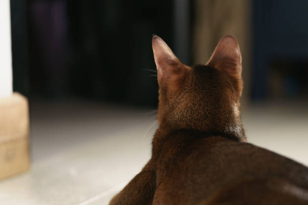 young abyssinian cat sitting on the floor shot from back, shallow focus portrait