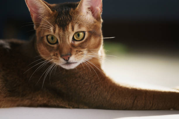 istock young abyssinian cat lying on the floor 1500858402