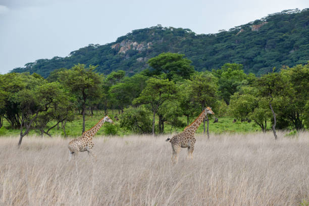 istock Giraffe in tall grass in Zimbabwe 1500858672