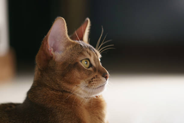 istock young abyssinian cat sitting on the floor 1500859048