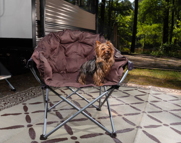 istock Portrait of a camping Yorkie 1500859196