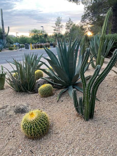 istock Cacti in Scottsdale, Arizona 1500859383