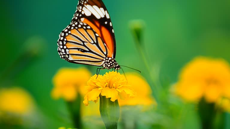 Monarch Butterfly