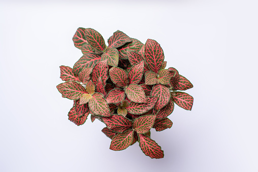 Red Ruby plant. Beautiful and intense colors on a Fittonia house plant.