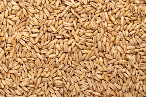 Hulled oats, dried and husked common oat grains, close-up, from above. Avena sativa, a cereal grain, suitable for human consumption as oatmeal or rolled oats, most used as livestock feed. Food photo.
