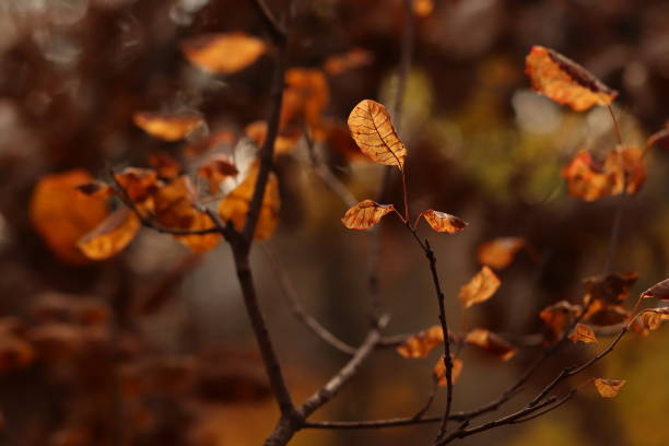 istock Cotinus coggygria leaves 1500865375