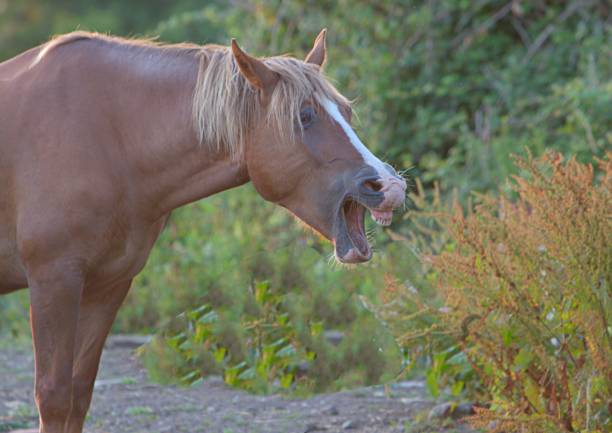 Chestnut horse stallion sniffing air, Flehmen response, breeding season, spring, animal behavior