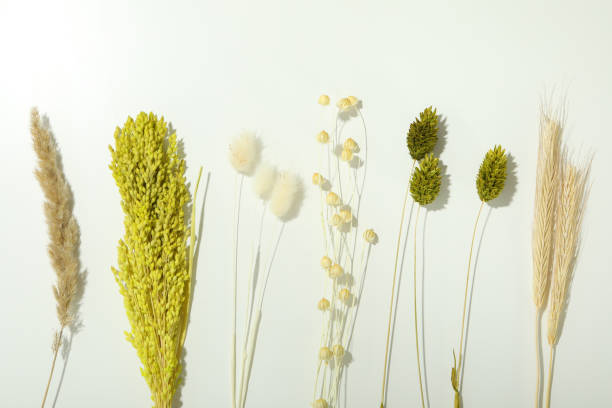 istock Hygge concept, dried flowers on white background 1500873589