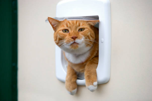 istock Curious red cat hanging out the cat's door 1500875252