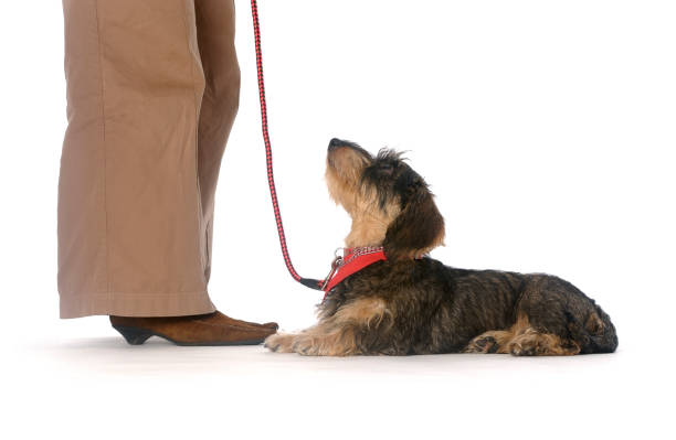 Latin American man training a dog outdoors making it give him the hand