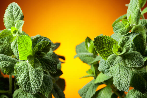 Fresh mint close-up. Color backlight. Free space for your content.