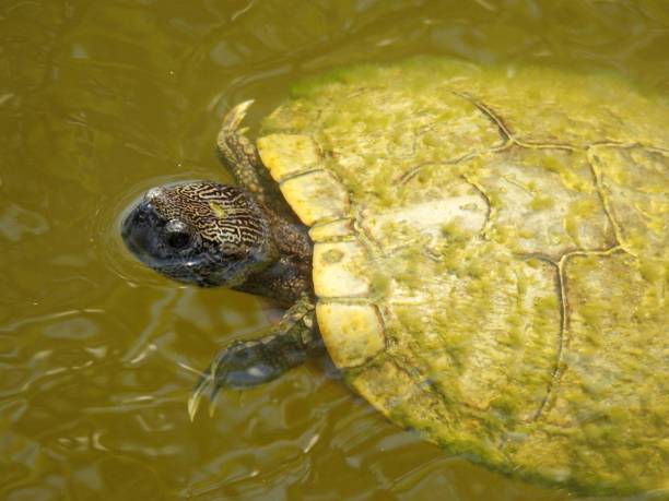 istock Melanistic Red-eared slider  (Trachemys scripta elegans) - portrait 1500876335