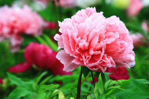 istock pink Peony flowers with green leaves 1500876737