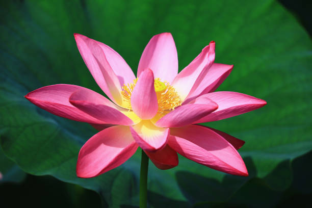 istock pink Lotus flower with green leaf background 1500876792