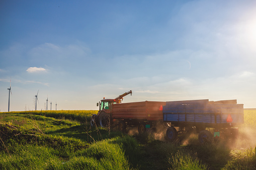 Trailers with crops pulled by tractor leaving agricultural field in the afternoon after harvest on a sunny day