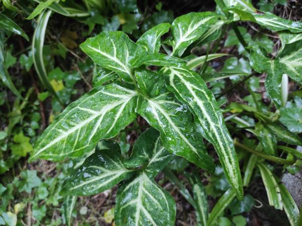 istock Syngonium podophyllum 1500877990