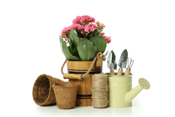 istock Accessories and tools for gardening isolated on white background 1500878455