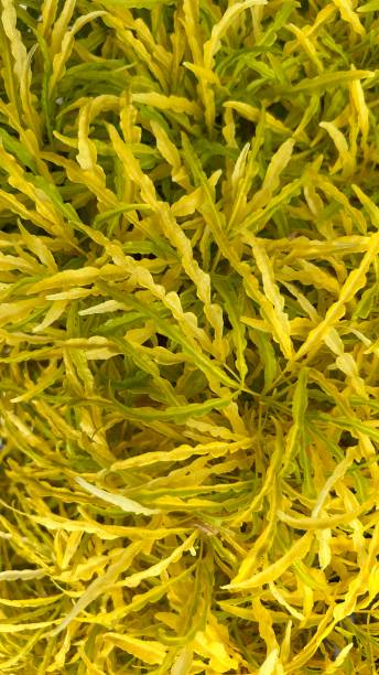 istock Yellow leaf for background stock photo 1500879098