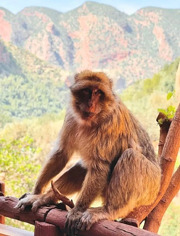 The Barbary macaque (Macaca sylvanus), also known as Barbary ape, is a macaque species native to the Atlas Mountains of Algeria, Libya, Tunisia and Morocco