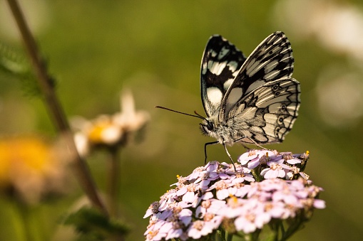 A marbled white sits on a common yarrow by the wayside against a blurred background.