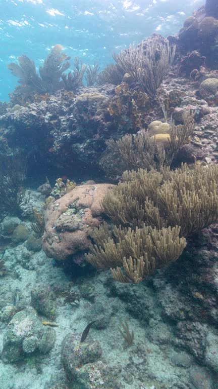 Vertical Seascape in the coral reef of the Caribbean Sea