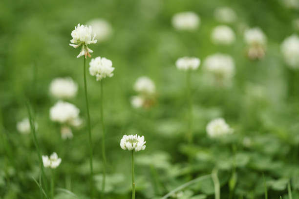 white clover flower in summer day on meadow, closeup photo