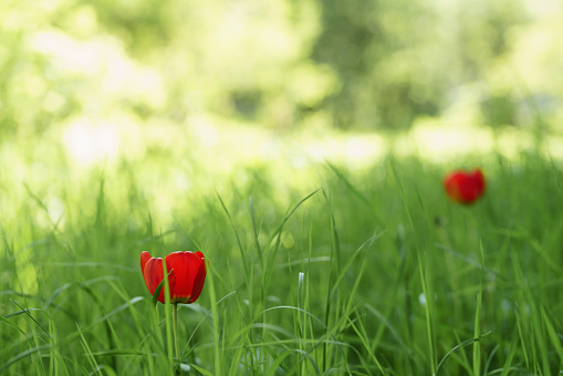 two red tulips in green spring grass, focus on tulip