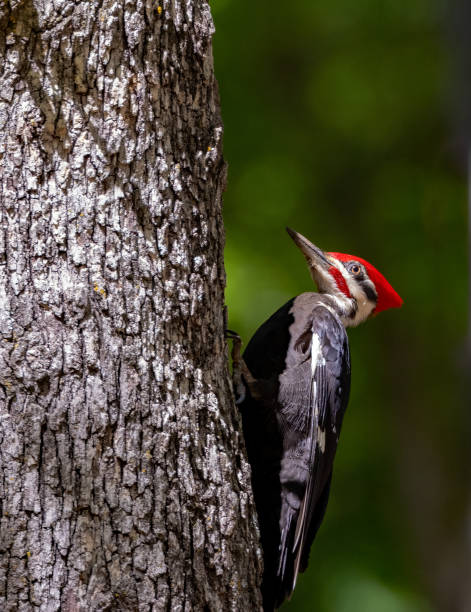 istock Male Pileated Woodpecker 1500883194