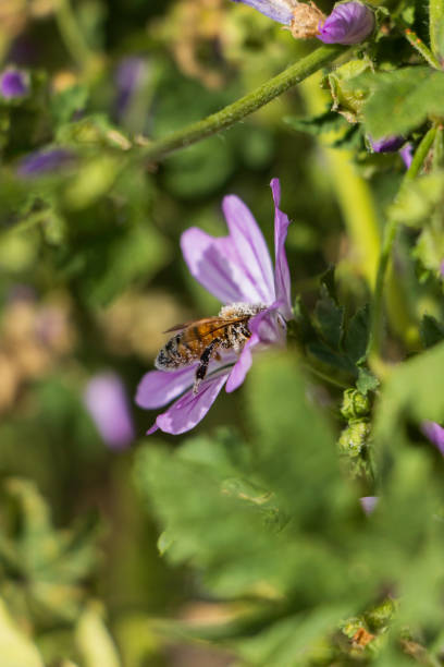 Closeup on a bee covered in pollen sitting on a violet flower in the meadow Closeup on a bee covered in pollen sitting on a violet flower in the meadow bombus hypnorum pictures stock pictures, royalty-free photos & images