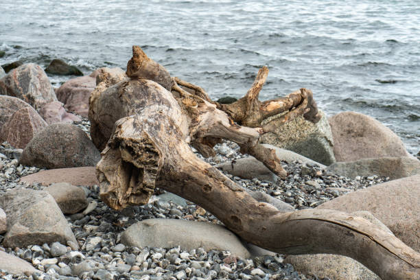 istock Dead roots, Ruegen island, pebble beach 1500883533