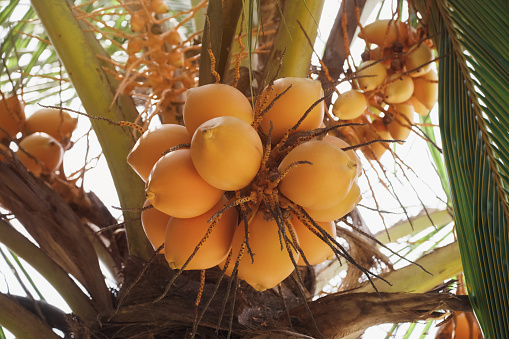 Ripe coconuts hanging on the tree and waiting to be harvested, natural scene photographed in Sri Lanka. High quality photo