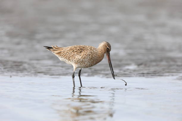 istock Bar-tailed Godwit  in Japan 1500886632