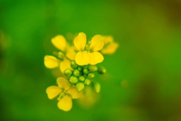Yellow color mustard flowers against green background, selective focus, high angle shot