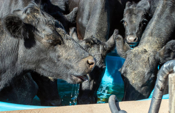 istock Black cows surround the water trough 1500886808